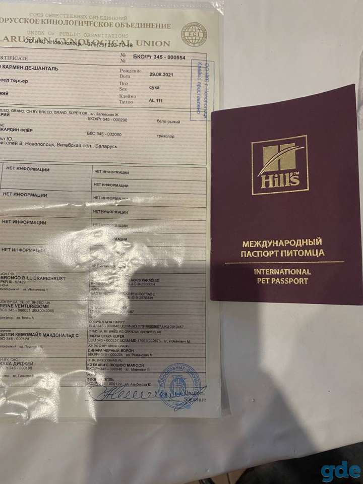 Джек Рассел с родословностью и клеймо, фотография 4