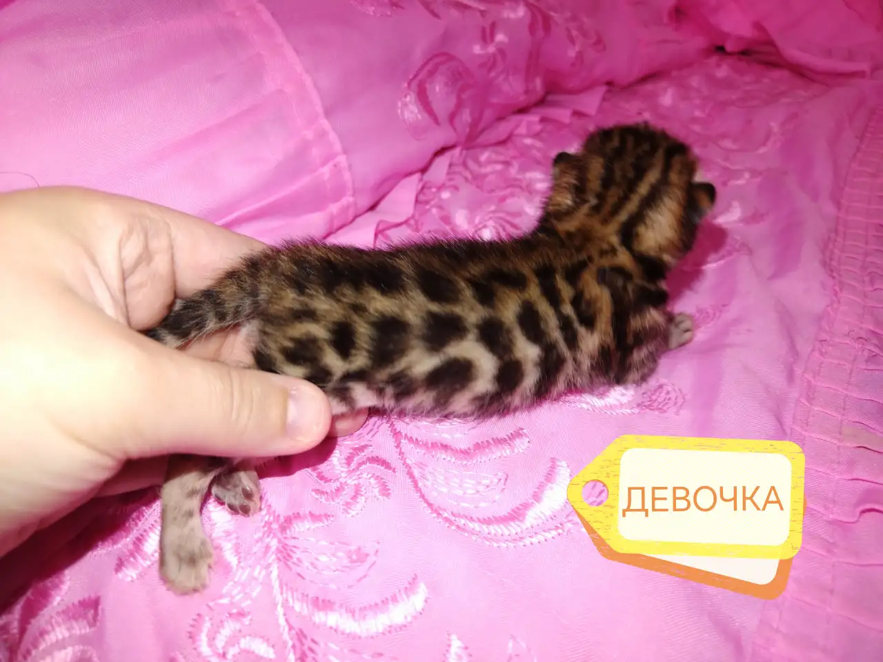 Шикарные бенгальские котята, фотография 1