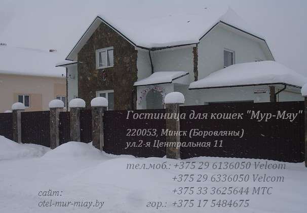 Гостиница для кошек 