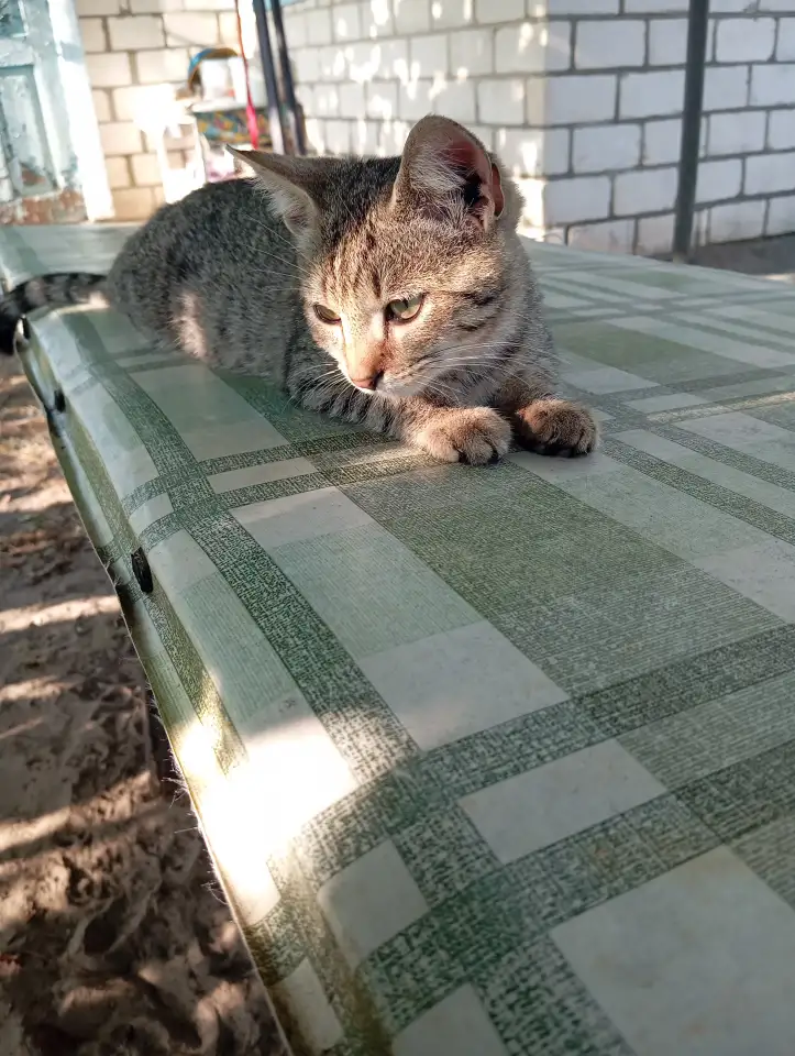 Котенок в дар, фотография 4