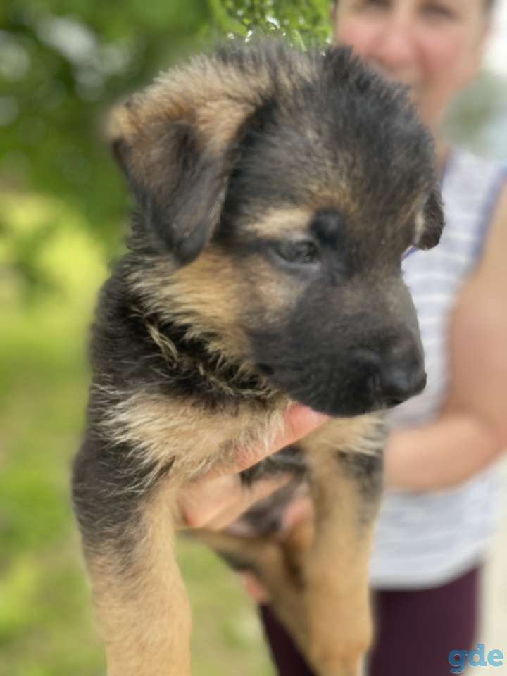 Щенки немецкой овчарки, фотография 3