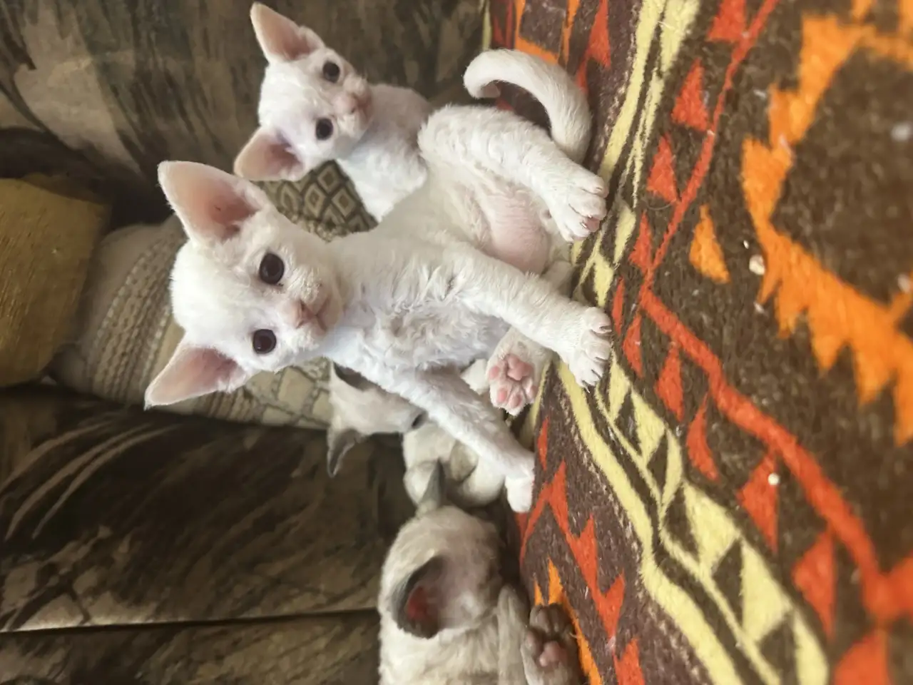 Котята Девон рекс, фотография 5