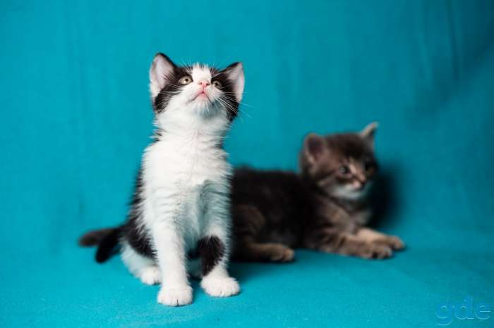 Котенок девочка 4 месяца даром., фотография 4