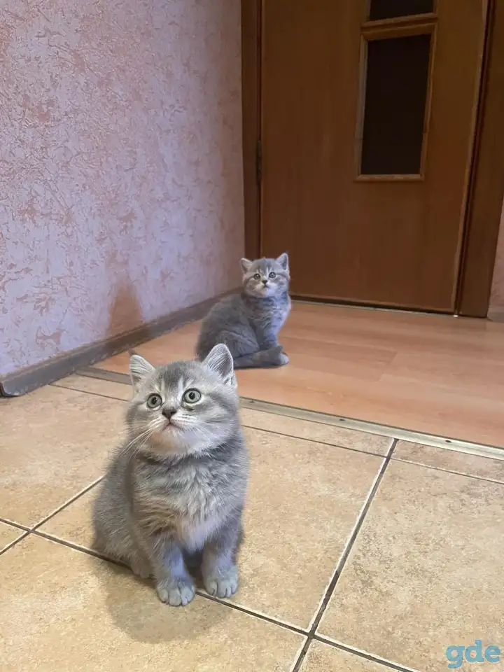 Шотландские котята, фотография 3