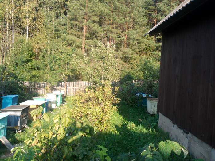 Пчелиные семьи с ульями, фотография 2