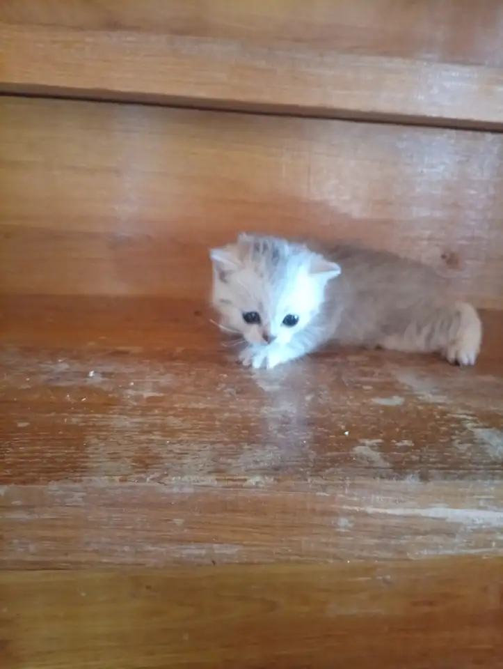 Котята, фотография 2