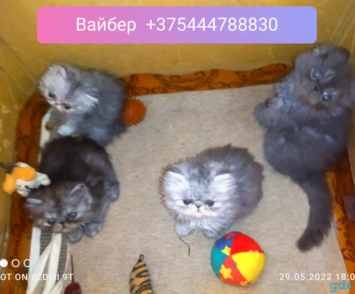 Персидские котята Экстремального типа чистокровные. Персы., фотография 12
