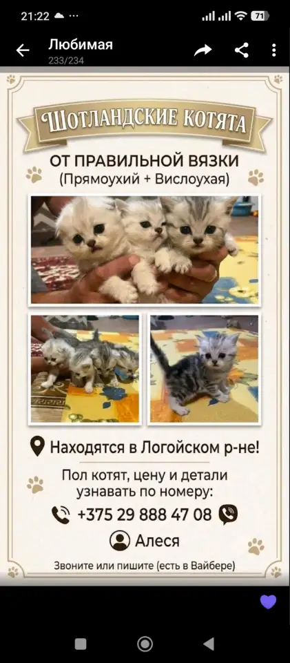 Котята, фотография 1