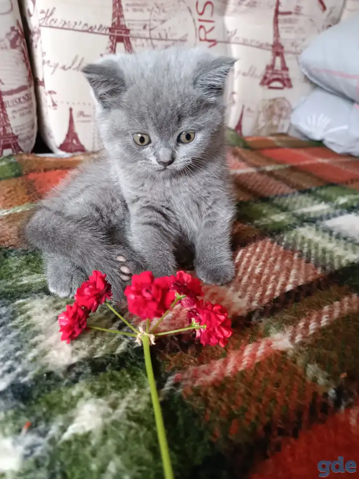 Котята британской породы., фотография 2