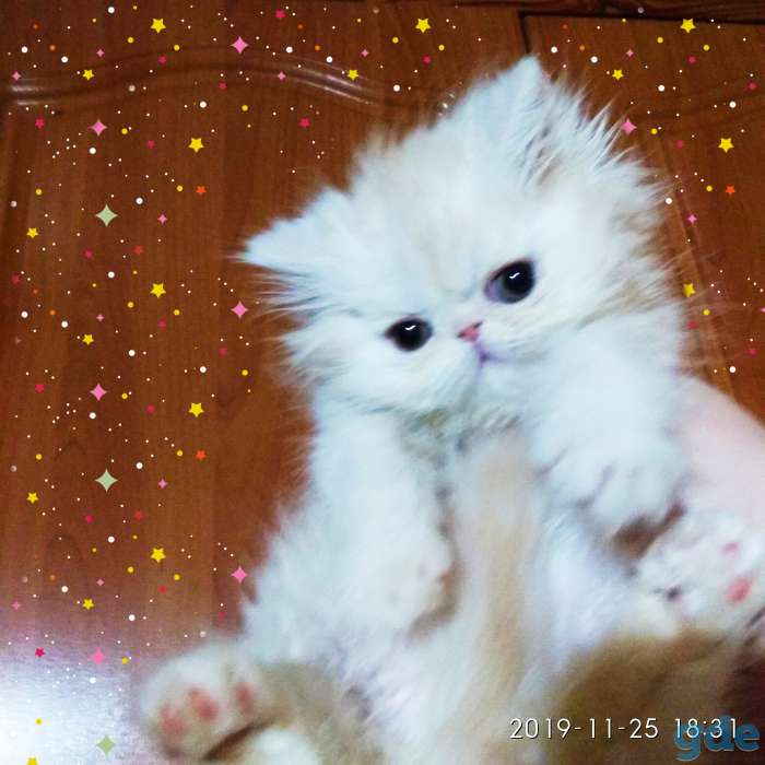 Персидский мальчик окрас персиковый. Персы. Котята., фотография 1