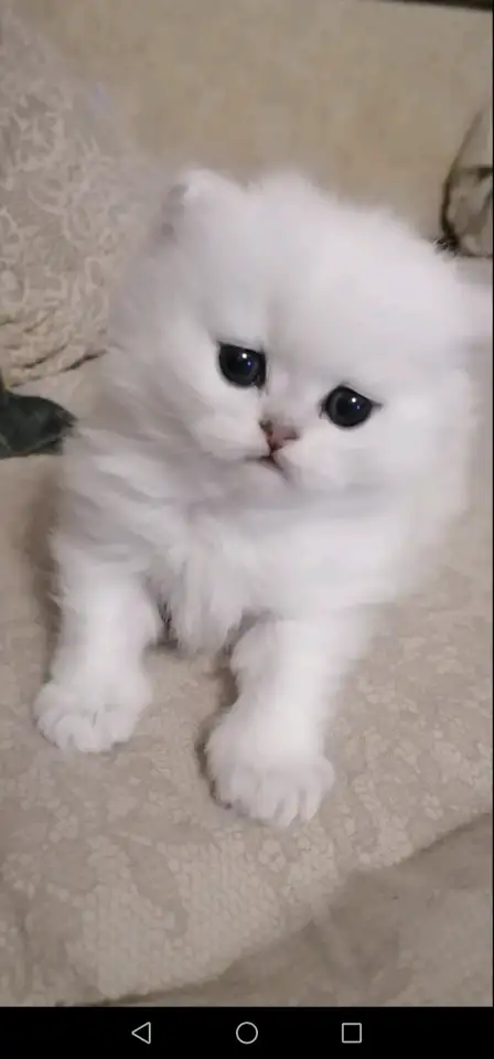 Продажа шотландского котенка, фотография 2