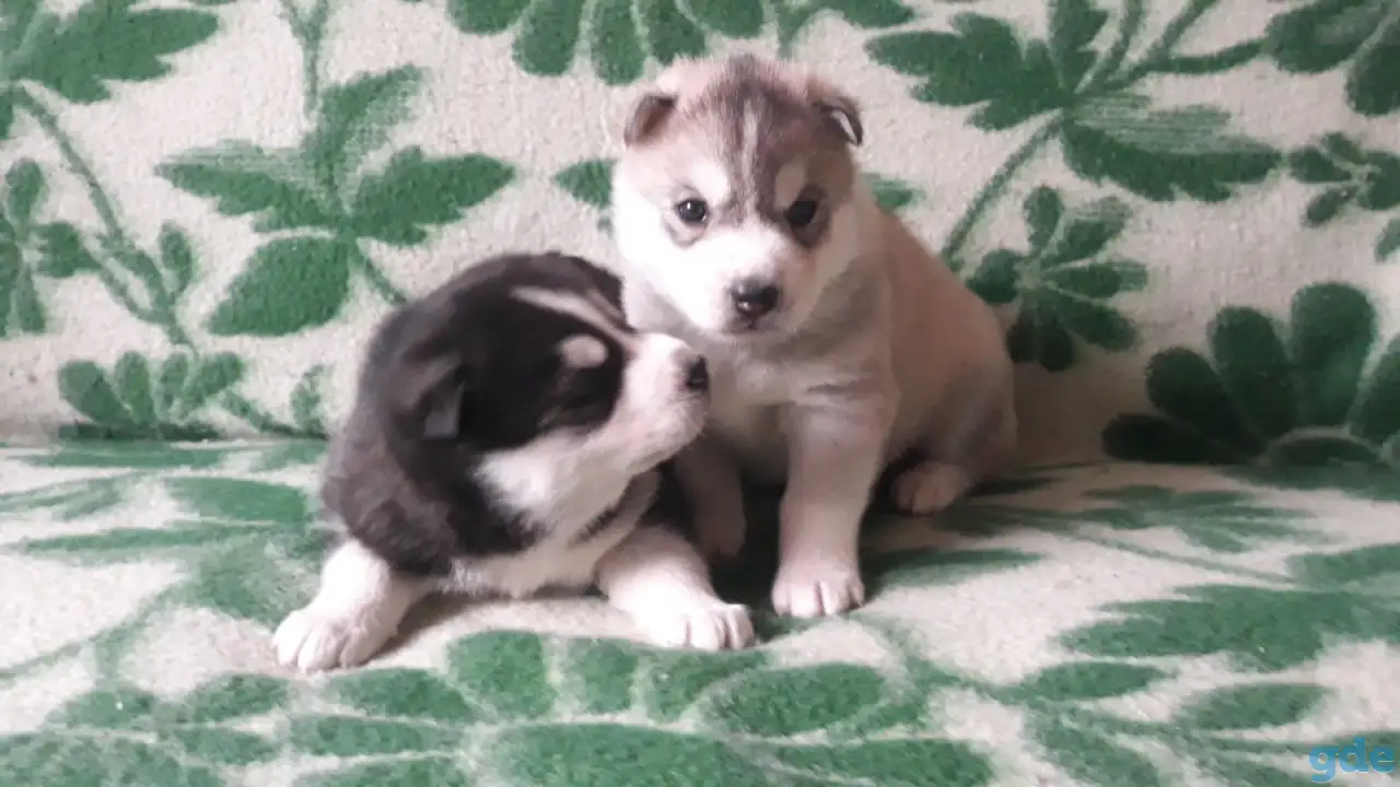 Щенок хаски, фотография 3