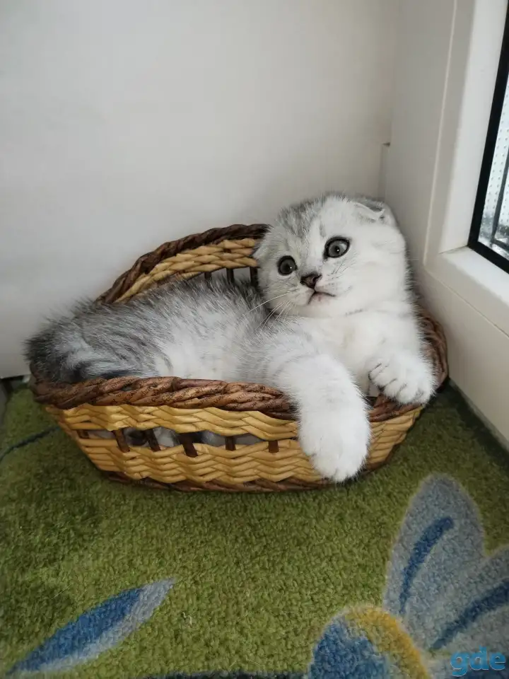 Скоттиш-страйт, шотландцы, фотография 2