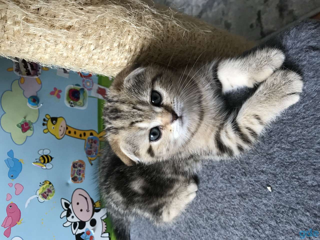 Продаются котята, фотография 5