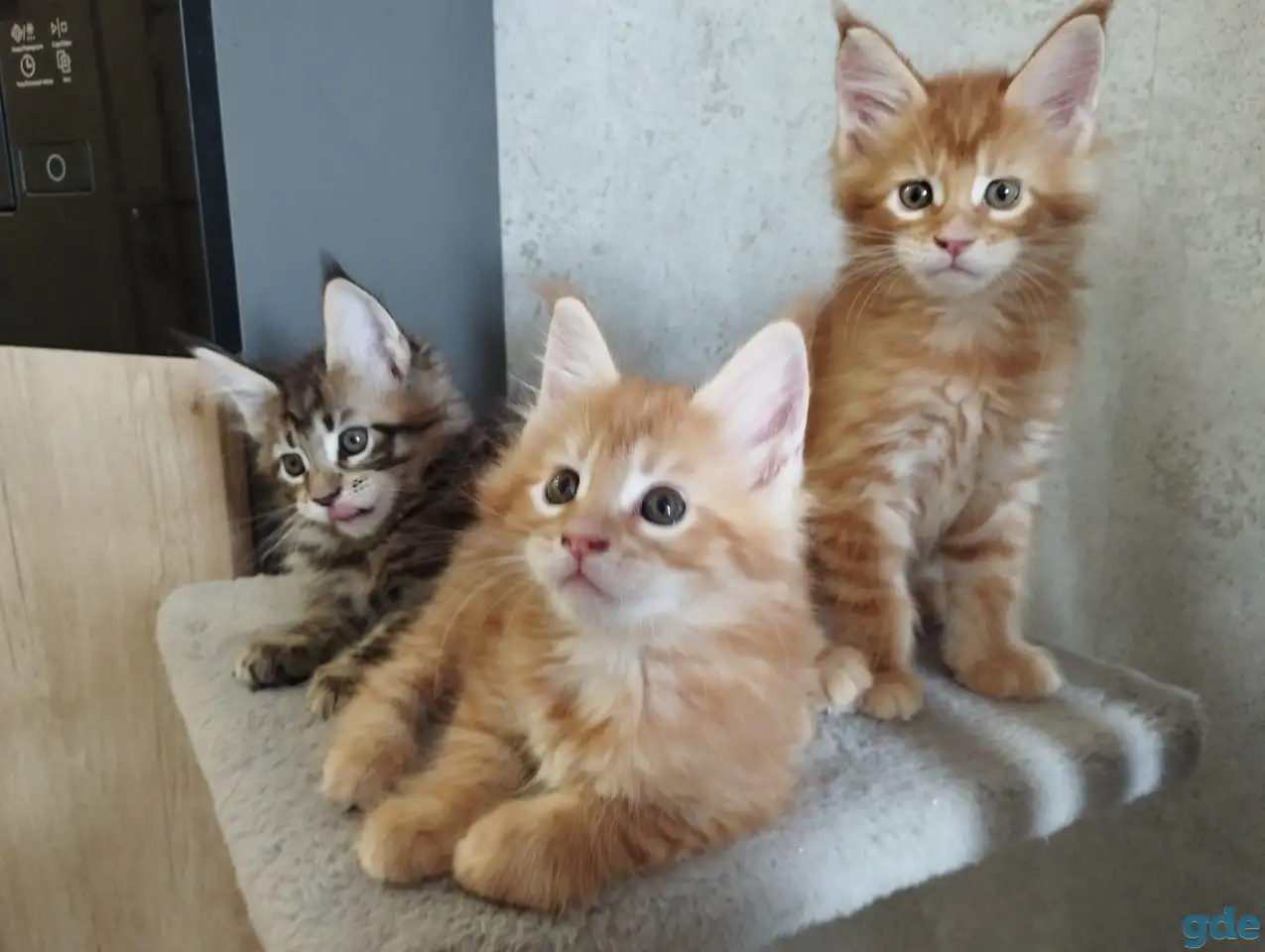 котята Мейн-кун, фотография 1