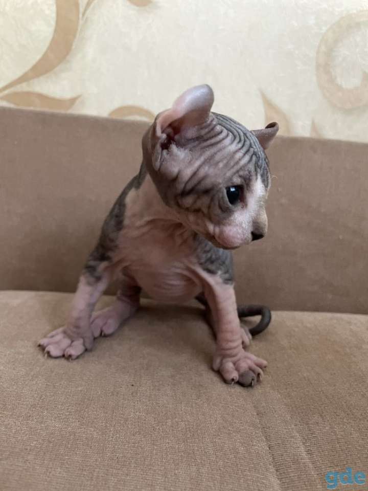 Котёнок сфинкс Эльф мальчик, фотография 1