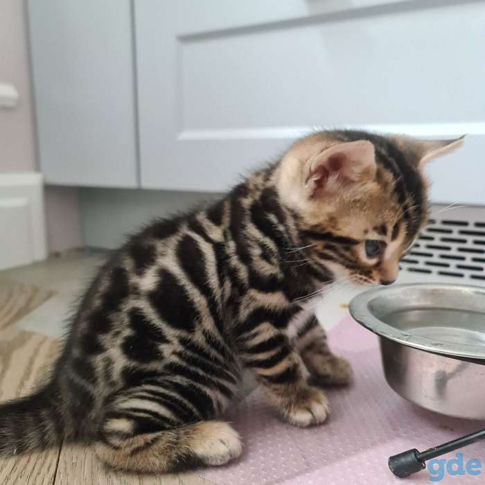 Бенгальский кот вязка, фотография 6