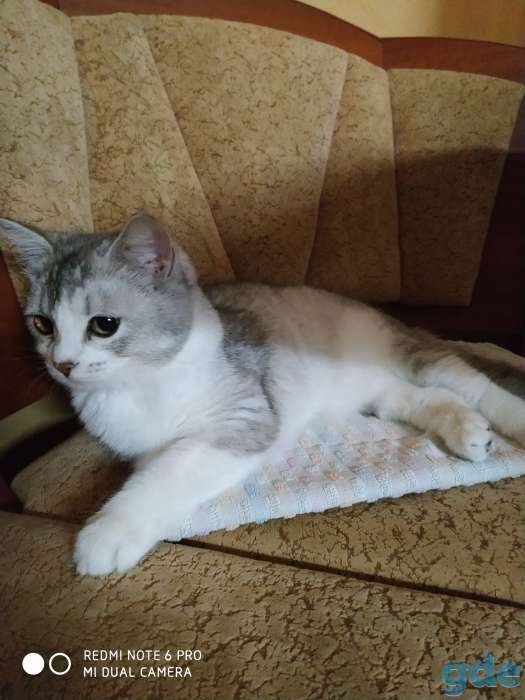 Отдаётся молодая кошка в хорошие руки, фотография 1