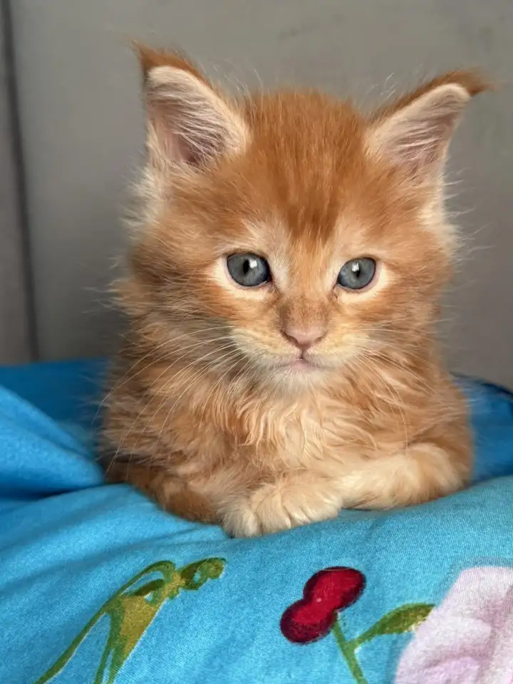 Котята Мейн-кун, фотография 4