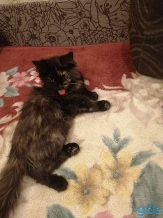Подгоревшая кошка, фотография 4