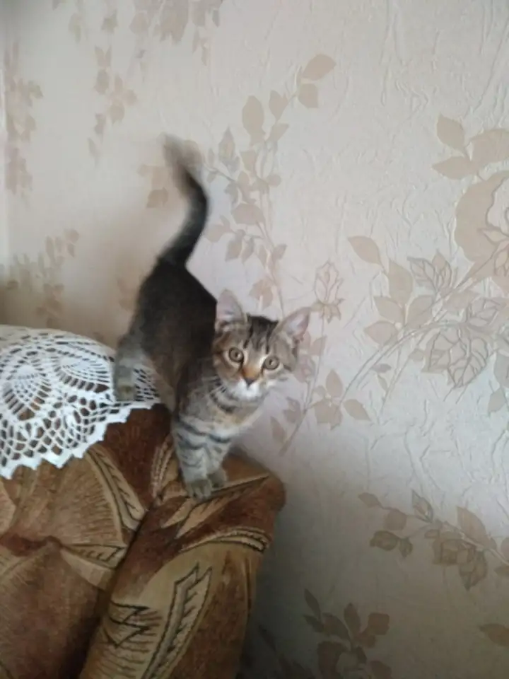 Кошечку в дар., фотография 3