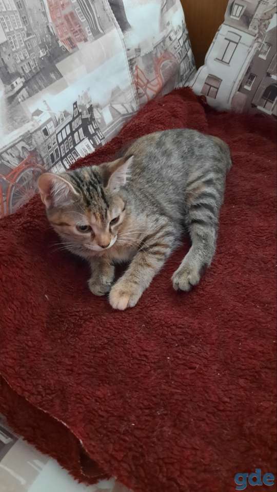 Отдам в дар котенка, фотография 3