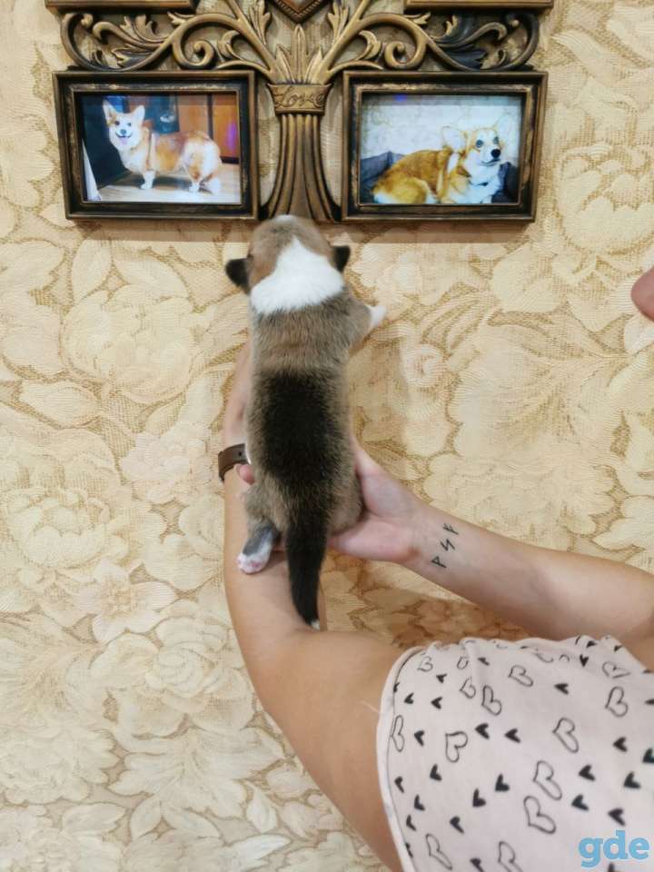 Щенки Вельш корги пеброк, фотография 5