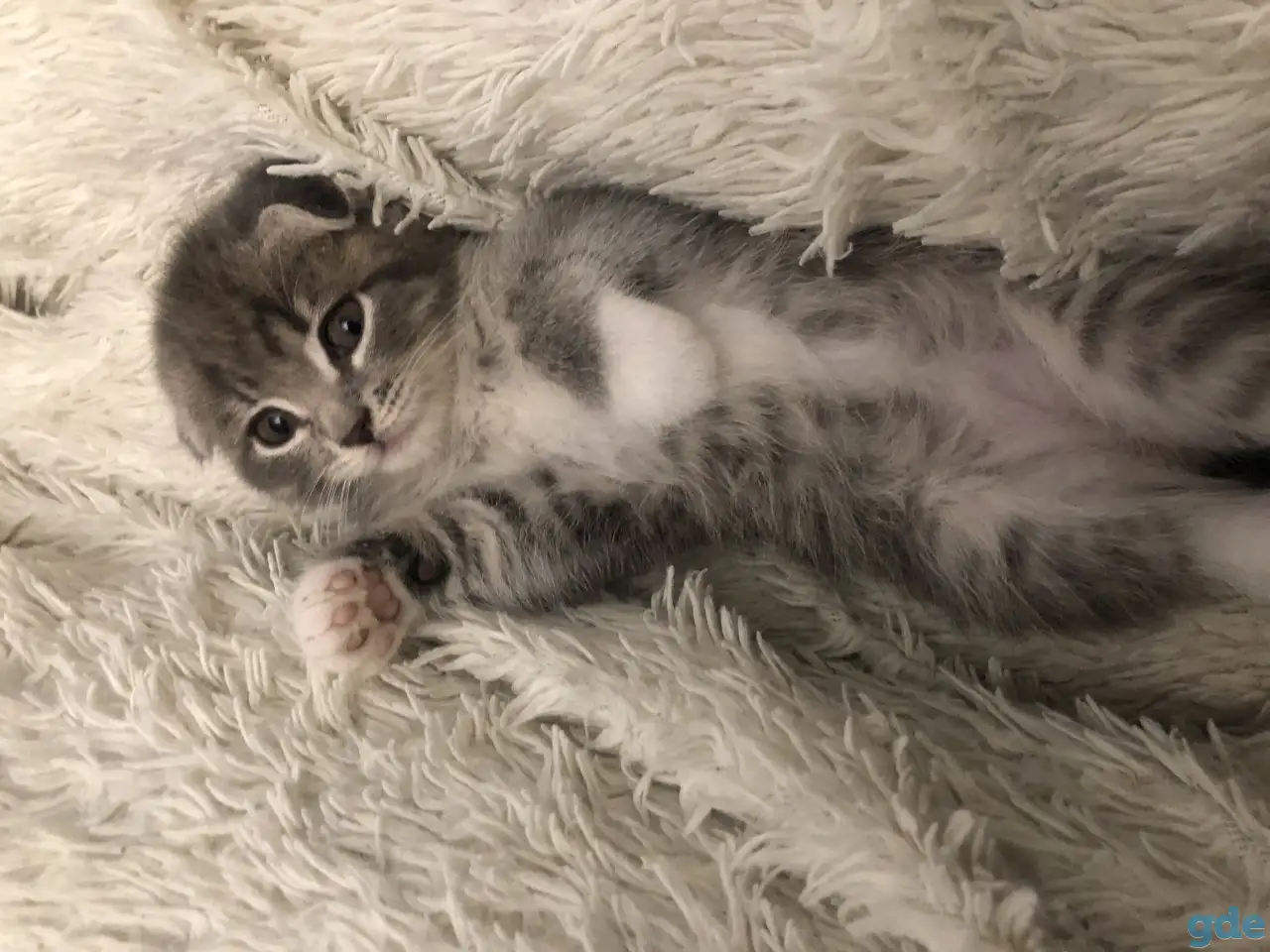 Шотландские вислоухие котята, фотография 7