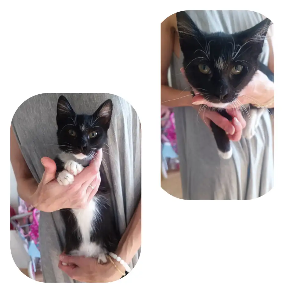Котодевочка Еня в дар, фотография 1