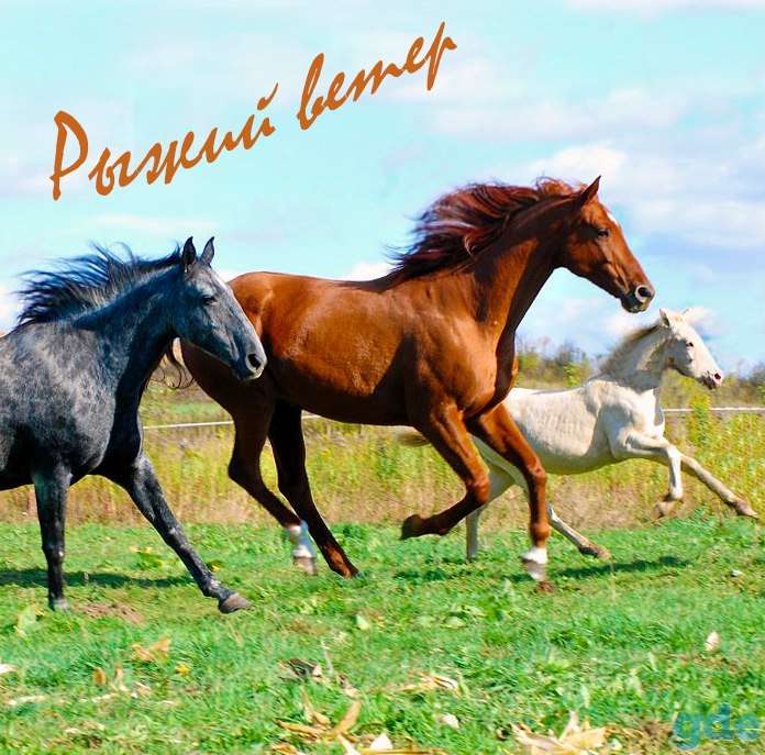 Навоз конский, фотография 1