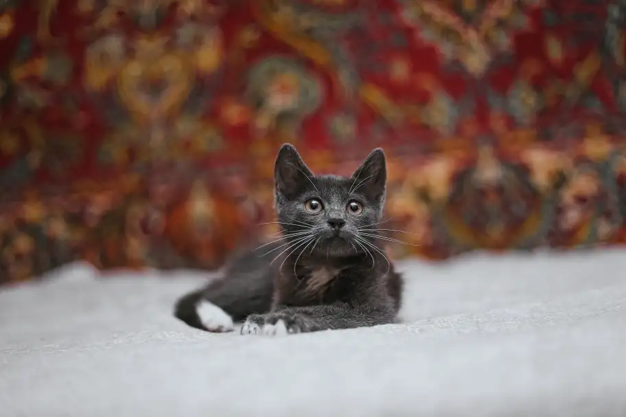 Нежный котенок Масик ищет дом!, фотография 17