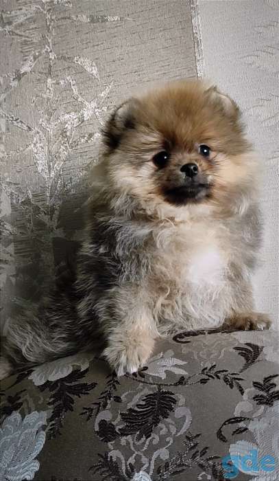 Померанкий шпиц, щенки, фотография 1