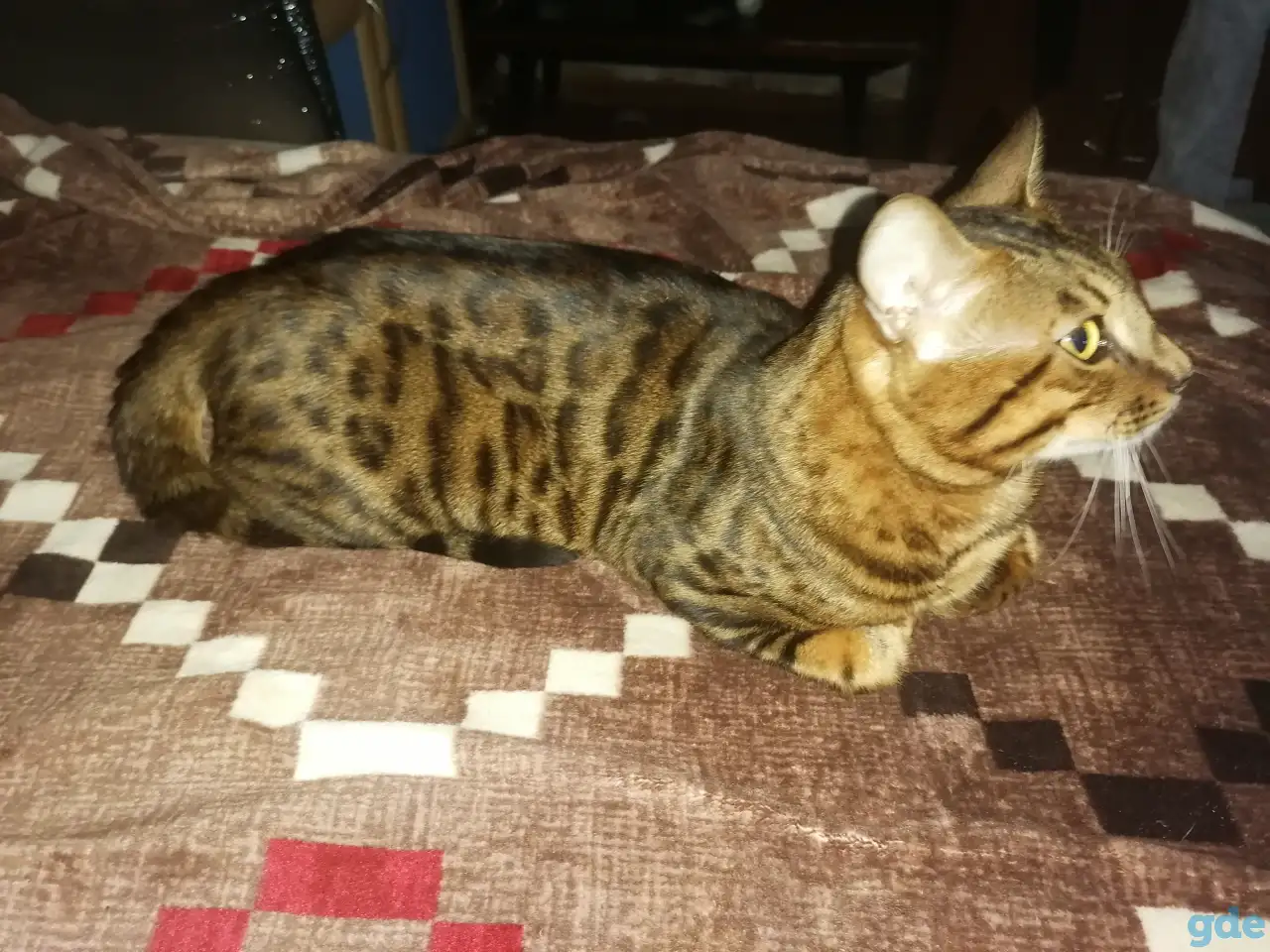 Продам котика бенгальский кот, фотография 2