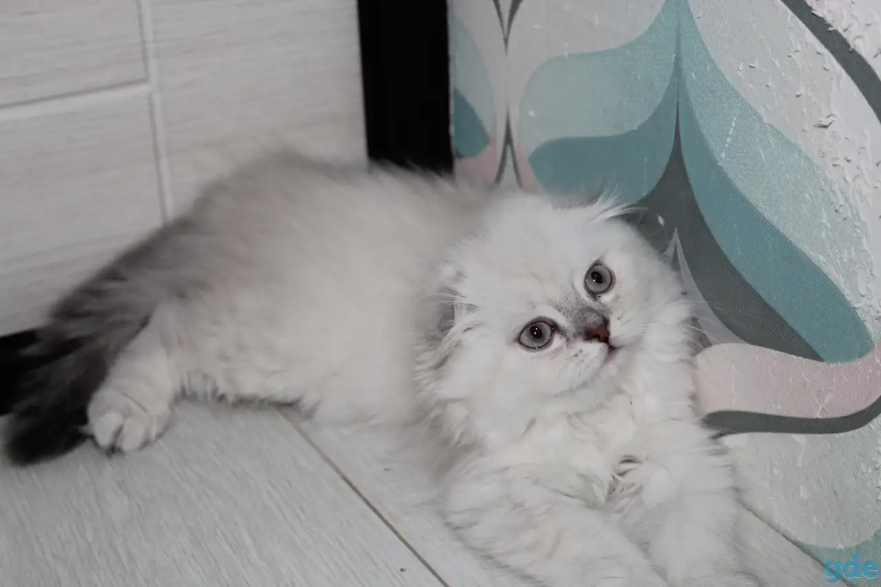 Шотландские котята, фотография 3