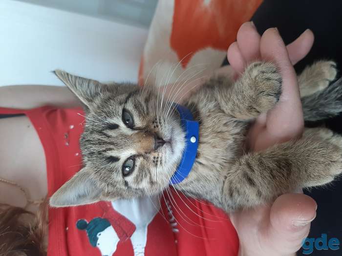 КОТЯТА в добрые руки, фотография 3
