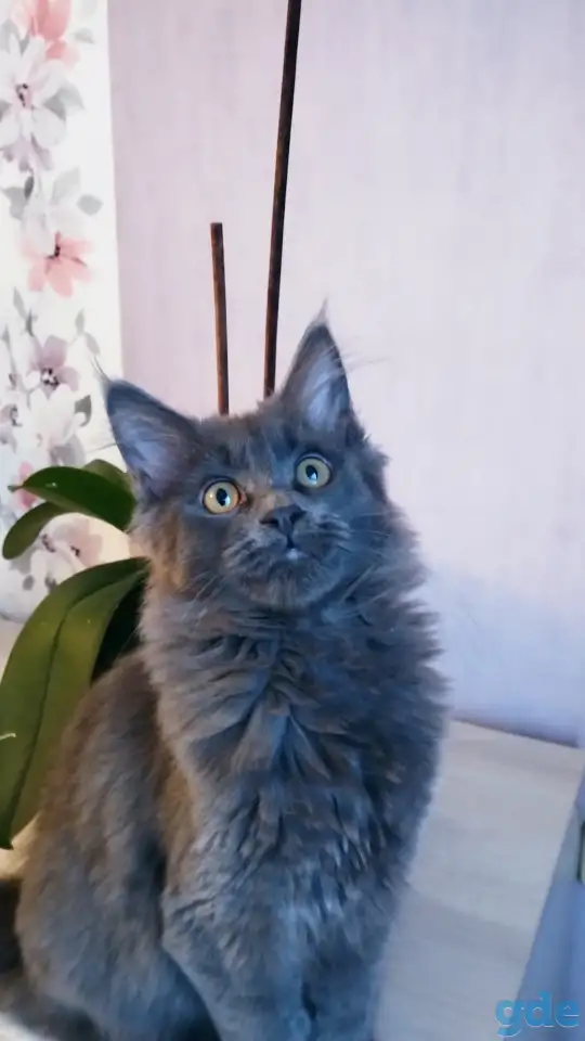 Мейн кун, фотография 1