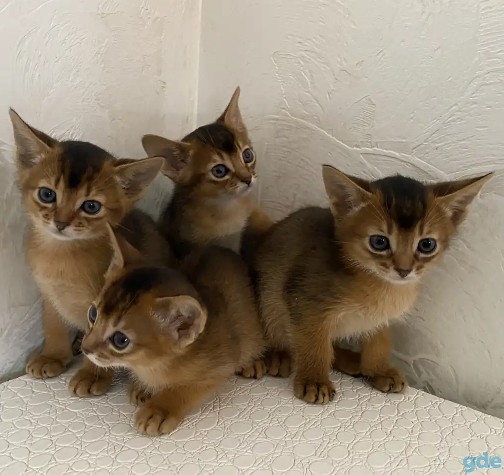 Абиссинские котята, фотография 12