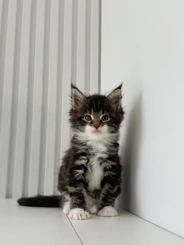 Очаровательный Котенок Мейн-Кун, фотография 5