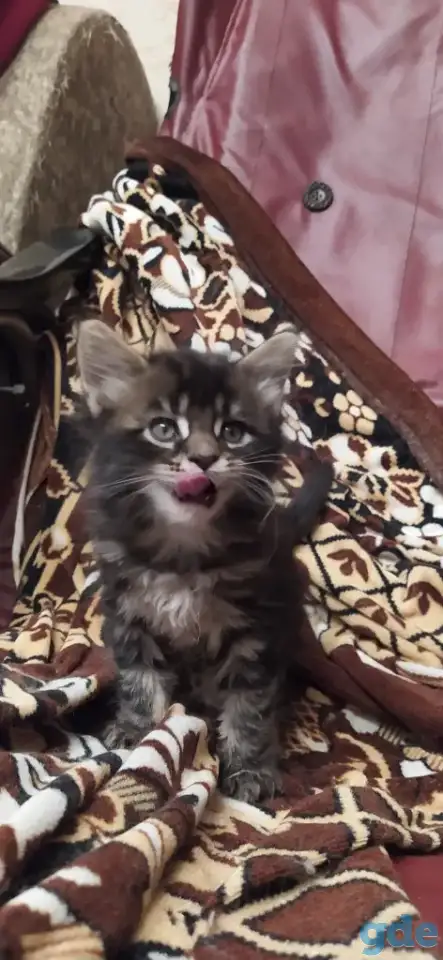 Мейн кун котята, фотография 5