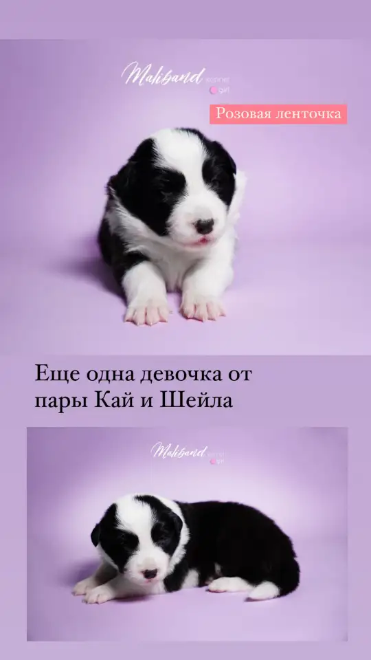 бордер-колли щенки из питомника, фотография 7