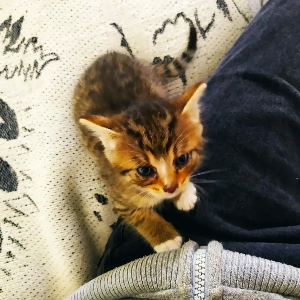 Котята. Даром. Срочно!!!, фотография 4