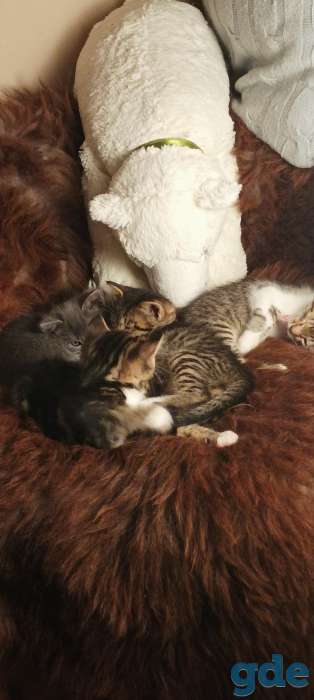 Котята в добрые руки, фотография 6