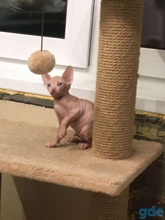 Котята канадского сфинкса, фотография 1