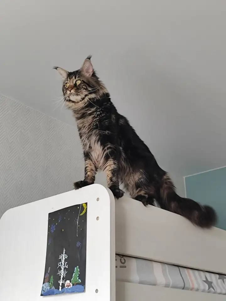Котята Мейн-кун девочки, фотография 14