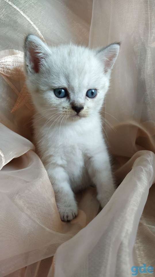 Шотландские котята, фотография 5