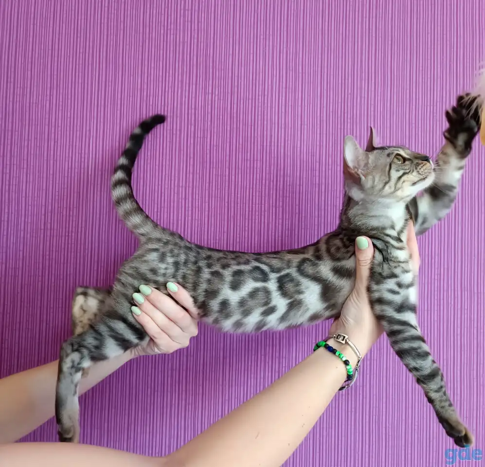 Бенгальские котята, фотография 1