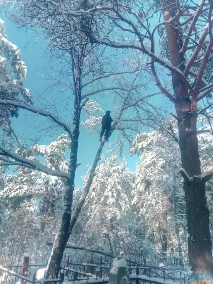 Удалить дерево, фотография 1