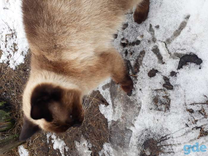 Кошечка, фотография 2