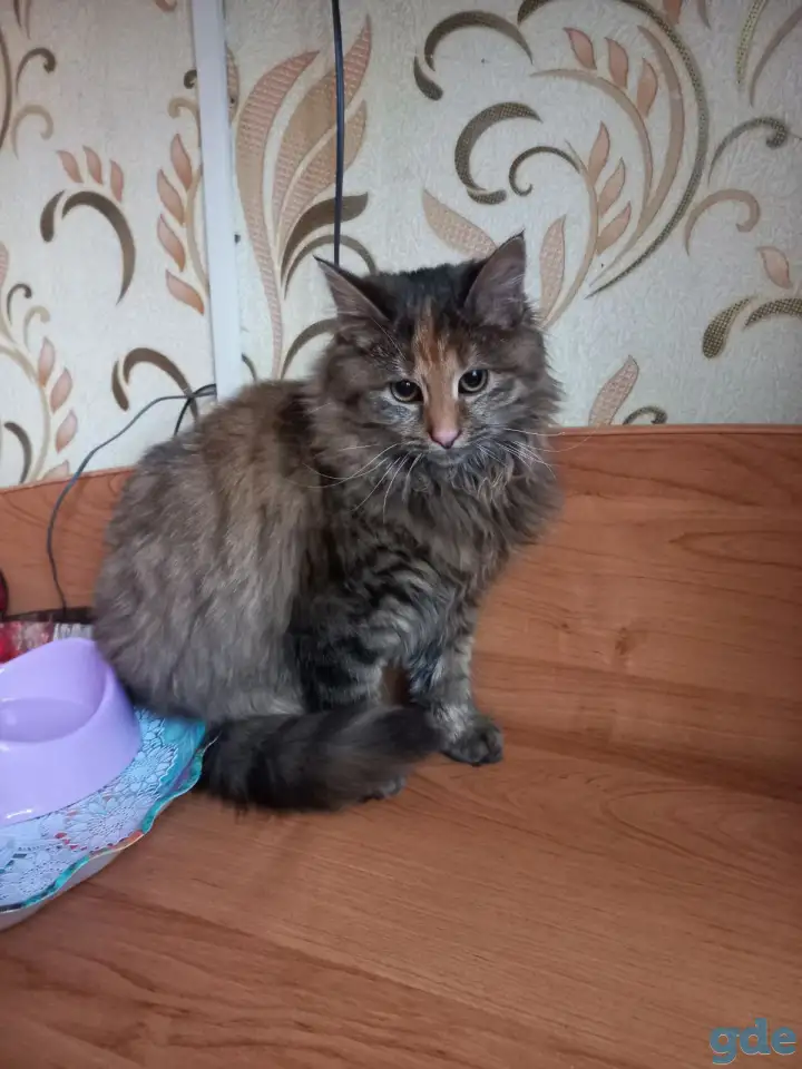 Отдам в добрые руки, фотография 3