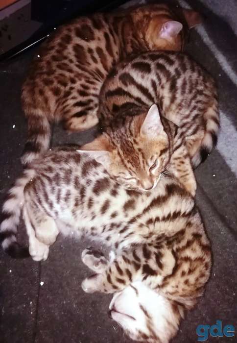 Котята бенгальские, фотография 7